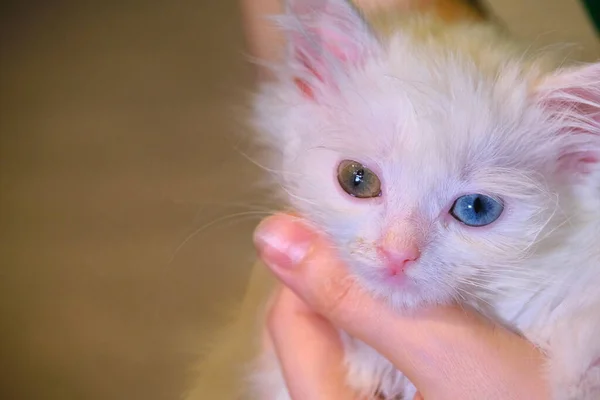 白い子猫の手の色 — ストック写真