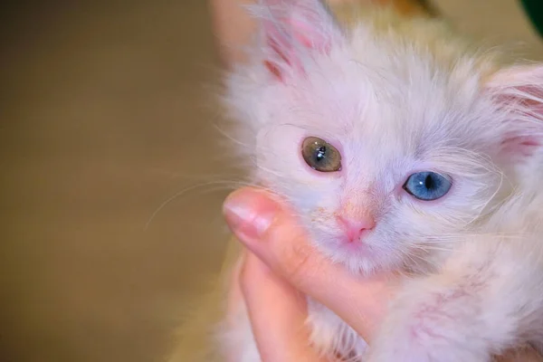 Renginde Beyaz Kedi Yavrusu — Stok fotoğraf