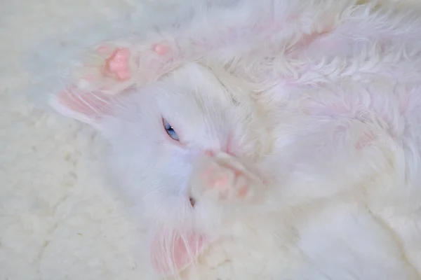 White Kitten Lies Belly — Stock Photo, Image