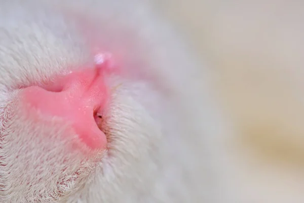 Macro Photo White Cat Nose — Stock Photo, Image