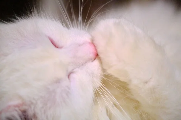 Biały Kot Zmywa Kolor — Zdjęcie stockowe