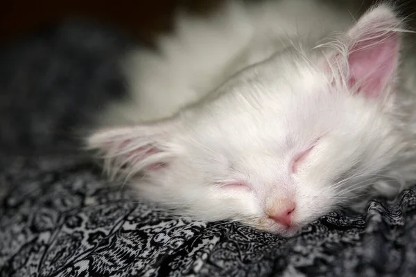 Gatito Blanco Duerme Rodillas — Foto de Stock