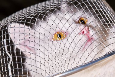 Mutfak tuzağında beyaz gözlü beyaz kedi