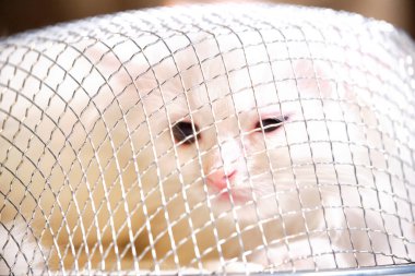 Mutfak tuzağında beyaz gözlü beyaz kedi