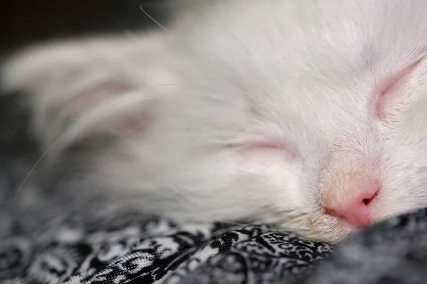 Άσπρο Γατάκι Κοιμάται Στα Γόνατά Του — Φωτογραφία Αρχείου
