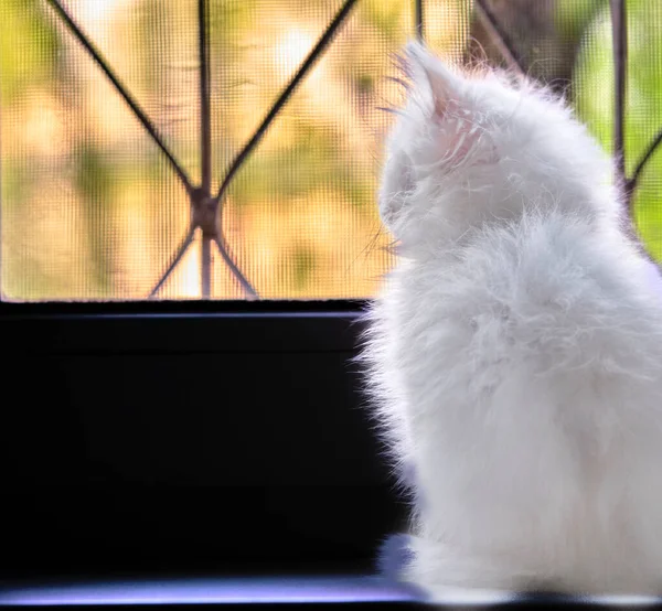 Weißes Kätzchen Schaut Aus Dem Fenster — Stockfoto