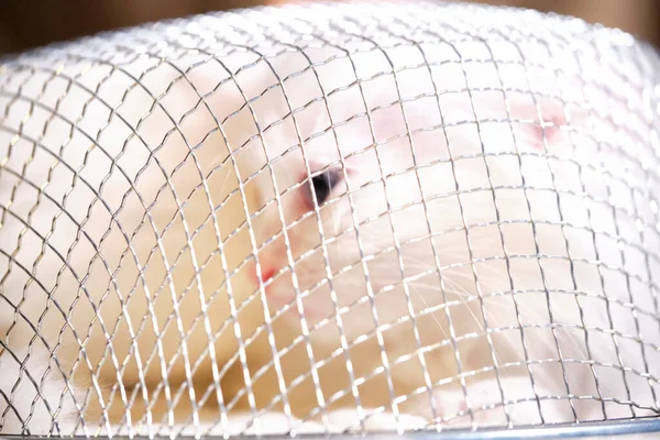 Gato Blanco Con Ojos Blancos Una Caja Cocina —  Fotos de Stock