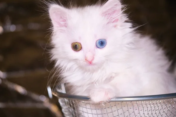 Λευκή Γάτα Λευκά Μάτια Μια Παγίδα Κουζίνας — Φωτογραφία Αρχείου
