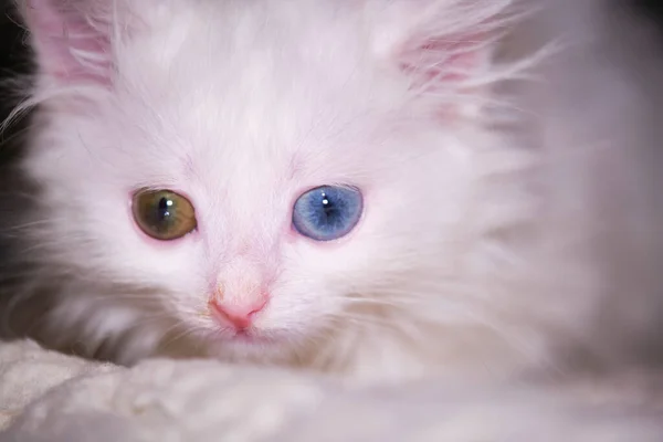 Gatinho Branco Com Heterocromia Mentiras — Fotografia de Stock