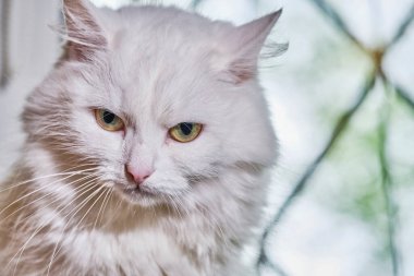 beyaz Türk angorası yakın plan rengi