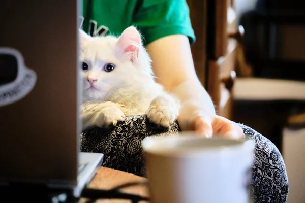 Kedi kucağında yatıyor.