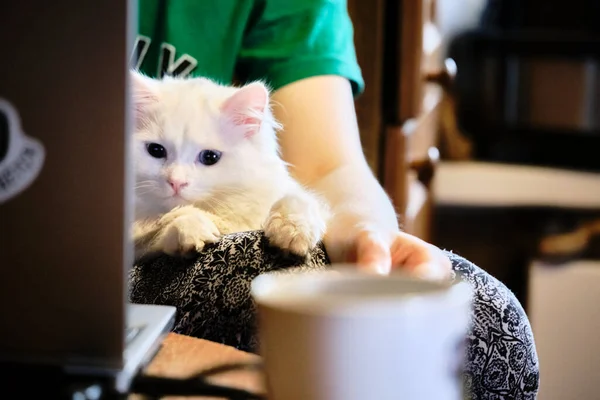 Kedi kucağında yatıyor.