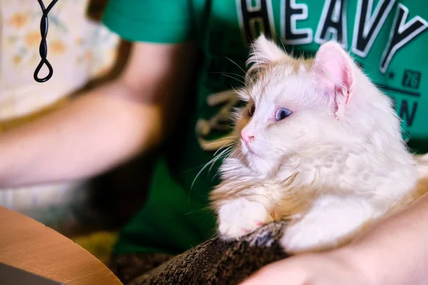 Kedi kucağında yatıyor.