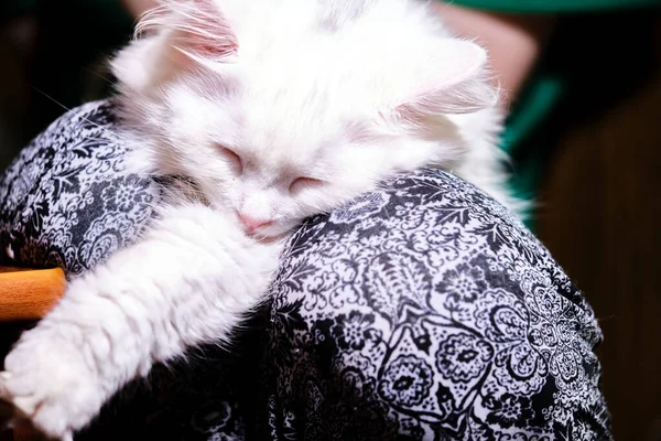 Turkish Angora Lies His Knees — Stock Photo, Image