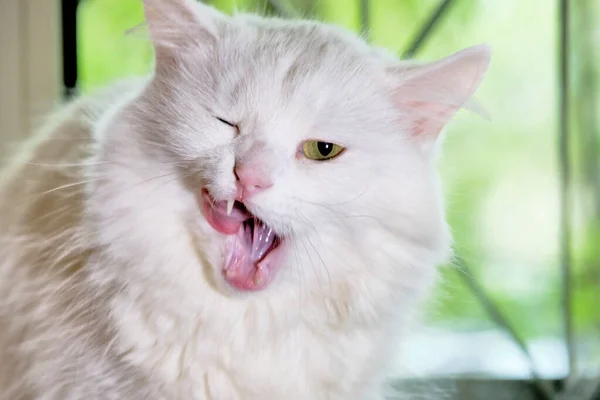 Bílá Turecká Angora Barva Zblízka — Stock fotografie