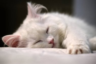 Türk angorası yatak örtüsünde uyuyor