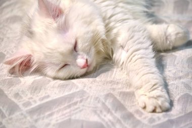 Türk angorası yatak örtüsünde uyuyor