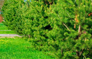 Sıraya dizilmiş kozalaklar