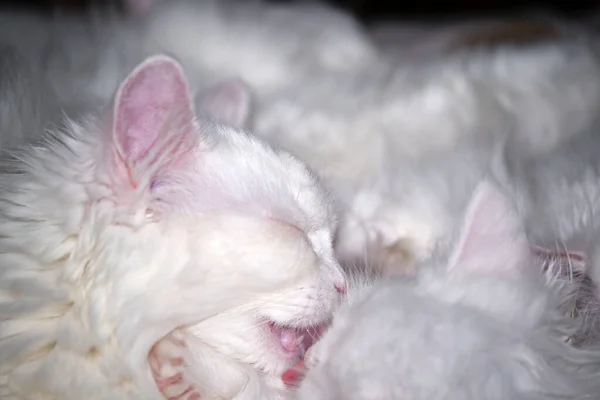 Beyaz Kedi Beyaz Kedi Rengini Yıkar — Stok fotoğraf