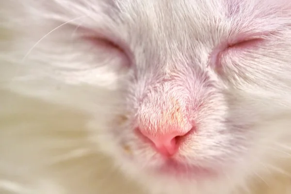 Branco Turco Angorá Gatinho Dorme — Fotografia de Stock