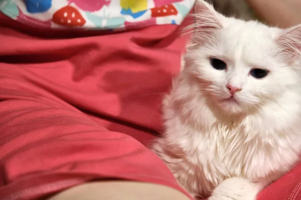 Weiße Türkische Angora Sitzt Auf Seinen Knien — Stockfoto