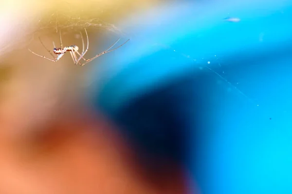 Spinne Hängt Kopfüber Einem Netzmakro — Stockfoto