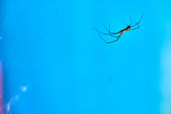 Pók Lóg Fejjel Lefelé Egy Web Makró — Stock Fotó