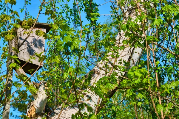 木の上のバードハウス — ストック写真