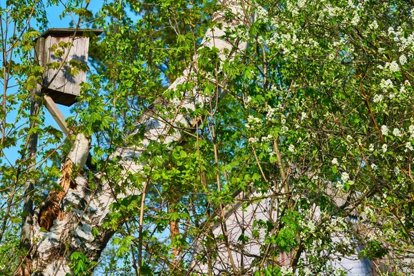 Birdhouse Uma Árvore Céu Azul Verão — Fotografia de Stock