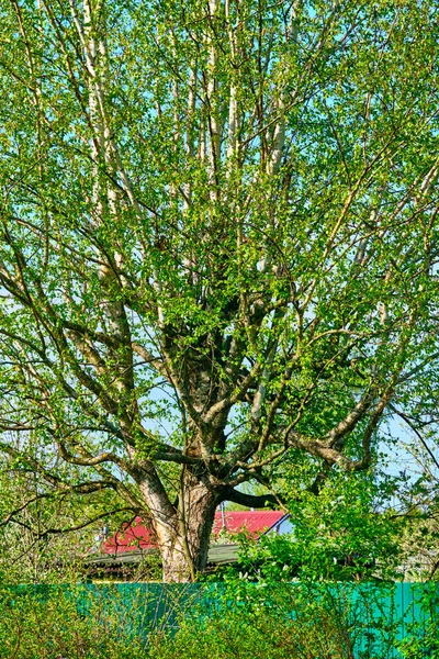 Árvore Forma Incomum Vertical — Fotografia de Stock