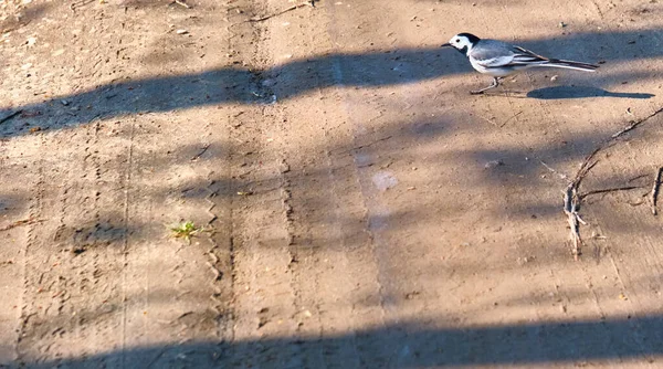 Vogeltje Een Landweggetje — Stockfoto