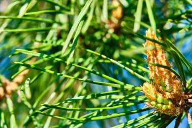 Ağacın tepesinde ladin şişliği büyüyor.