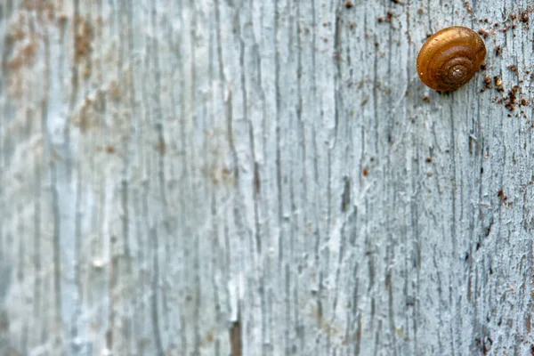 Escargot Jardin Assis Sur Une Vieille Planche — Photo