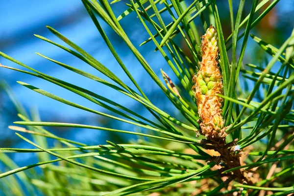 Spruce bump grows on a tree