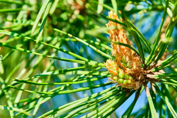 Fichtenbeule Wächst Einem Baum — Stockfoto