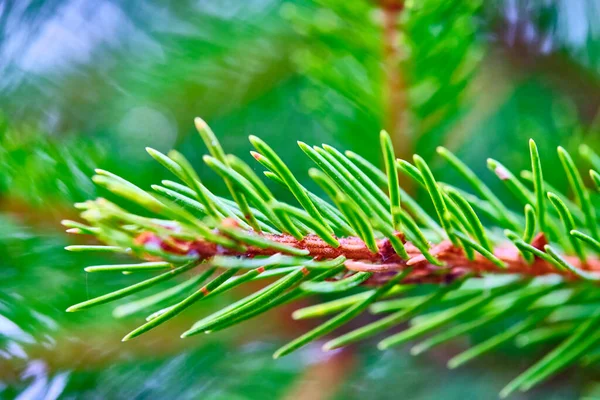 マクロ写真トウヒの枝の色の性質 — ストック写真