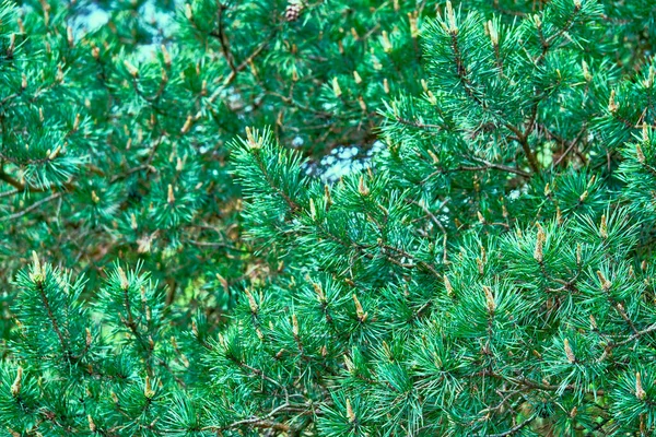 Lush Pine Branches Summer — Stock Photo, Image