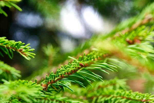 Macro Photo Spruce Branch Color Nature — Stock Photo, Image