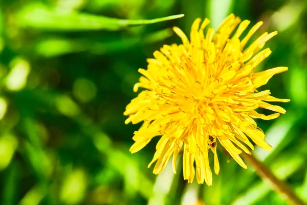 Dziki Żółty Dandelion Zbliżenie Makro Kolor — Zdjęcie stockowe