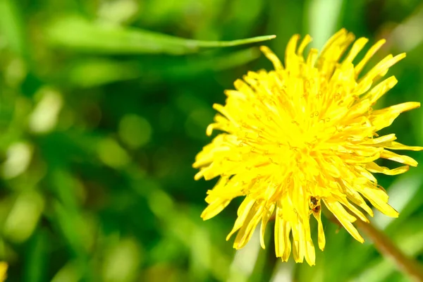 Wild Yellow Dandelion Close Macro Color — Stock Photo, Image