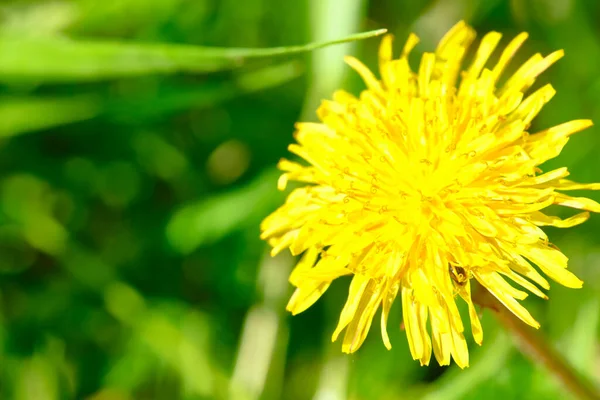 Dziki Żółty Dandelion Zbliżenie Makro Kolor — Zdjęcie stockowe