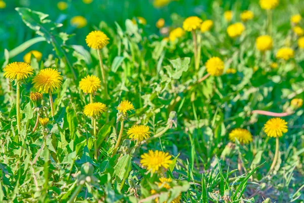 Viel Löwenzahn Auf Dem Grünen Rasen Sommer — Stockfoto