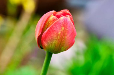 Kırmızı tomurcuk, bulanık arkaplan. Yandan görüntüle
