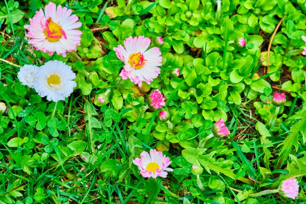 Fleurs Sauvages Sur Herbe Verte Fond Flou Vue Haut — Photo