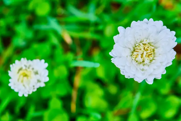 Two Daisy Blurred Background View — Stock Photo, Image