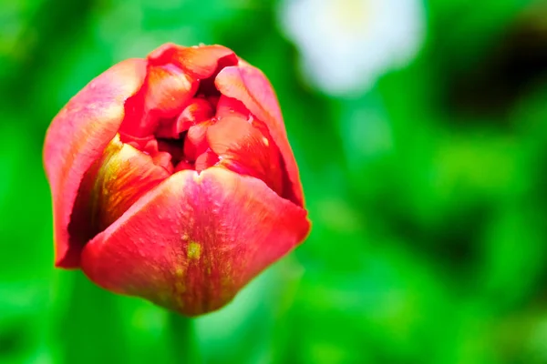 Red Toulpan Bud Blurred Background View Side — Stock Photo, Image