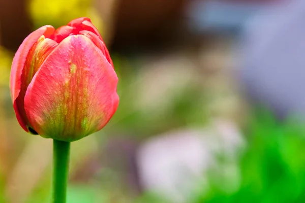 Red Toulpan Bud Blurred Background View Side — Stock Photo, Image