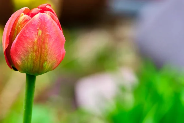 Red Toulpan Bud Blurred Background View Side — Stock Photo, Image