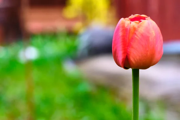 Wildflowers Green Grass Blurred Background View — Stock Photo, Image