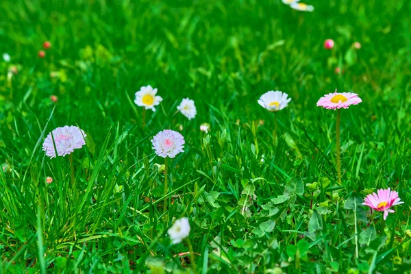 Wildflowers Green Grass Blurred Background View — Stock Photo, Image